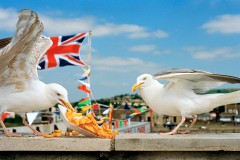 07_think_of_england_3